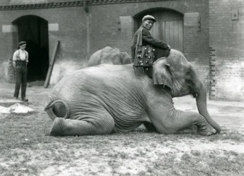 Weiblicher Burmesischer Elefant Mo Gay Ko mit Trainer Law Wee Lee vor dem Elefantenhaus mit einem Wärter und einem weiteren Elefanten im Hintergrund, London Zoo, 1923